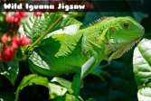 Дикая игуана Wild Iguana