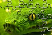 Змеи Пазл Snakes Jigsaw Puzzle