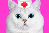  -   Cat Pet Doctor Dentist